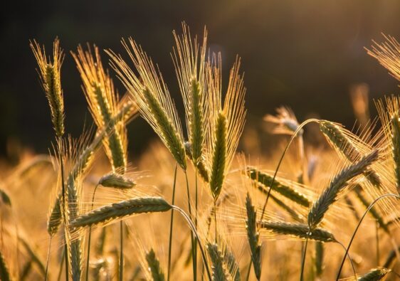 ISO 22000 - must have w Twojej firmie