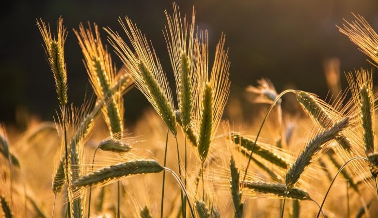 ISO 22000 - must have w Twojej firmie