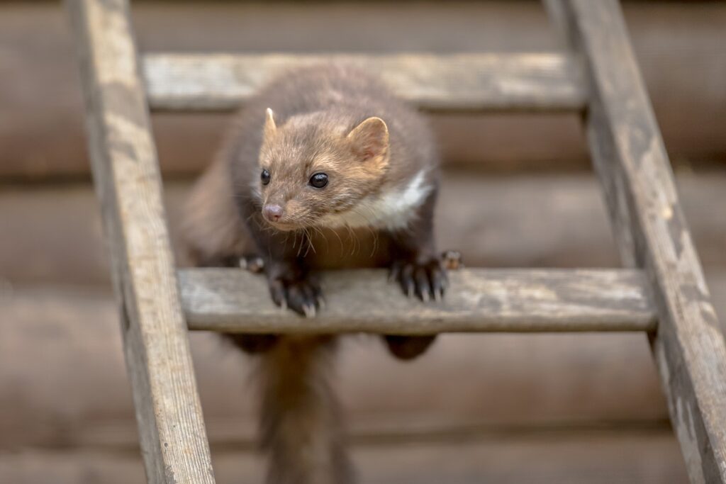 Celuloza jako materiał izolacyjny do naprawy dachu po szkodach od kuny