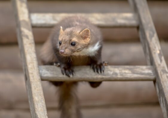 Celuloza jako materiał izolacyjny do naprawy dachu po szkodach od kuny