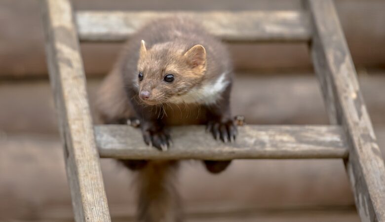 Celuloza jako materiał izolacyjny do naprawy dachu po szkodach od kuny